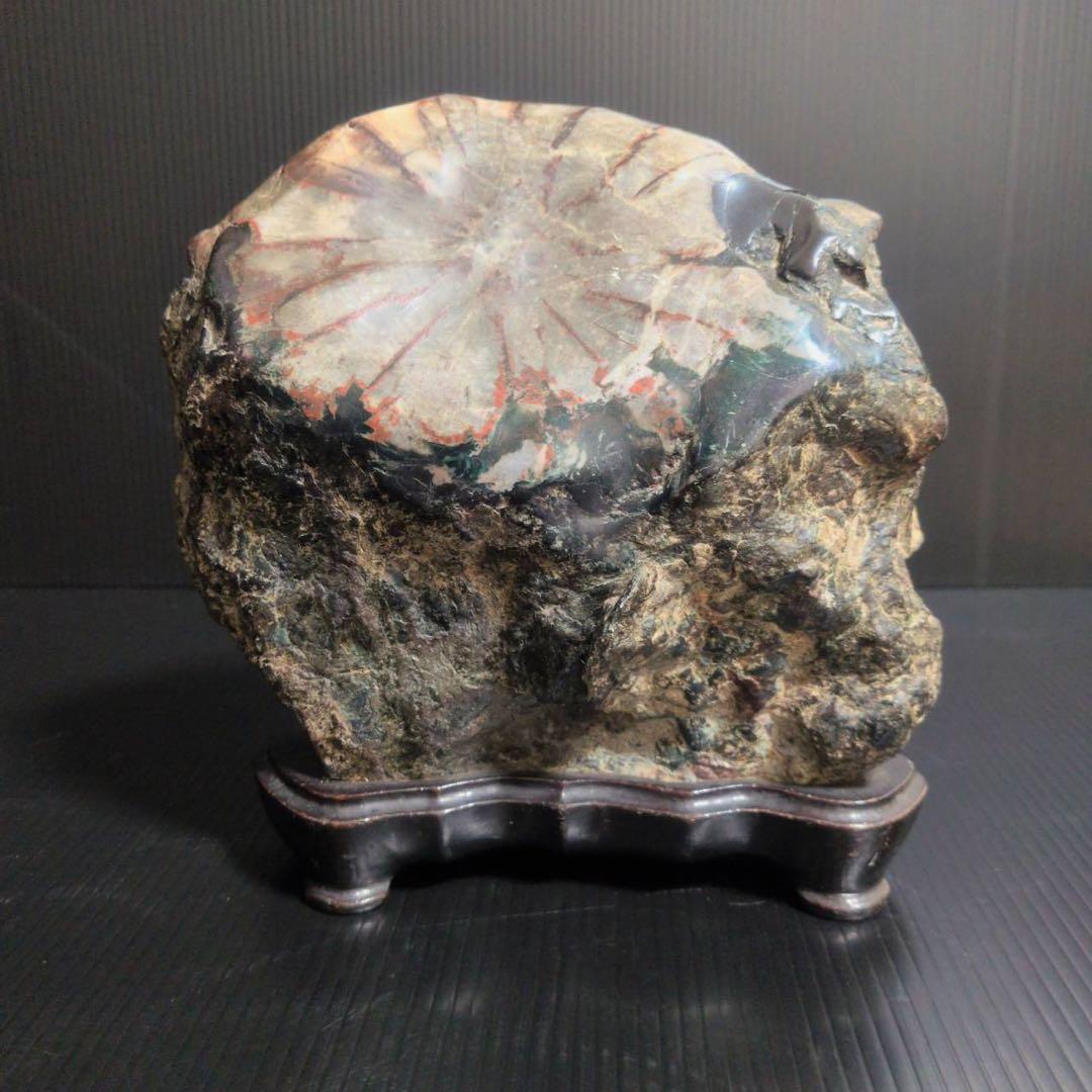 【大型】天然 菊花石 鑑賞石 台座付 22cm 5.8kg 一輪大菊 置物 水石