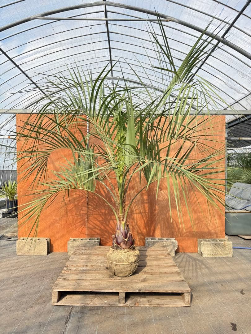 I*@様 ココスヤシシルバーリーフ【極太】葉先200cm幹回り70cm 幹高30 お庭がリゾートに🌴ココスヤシ【幹太70cm／葉先150cm】シルバーリーフ