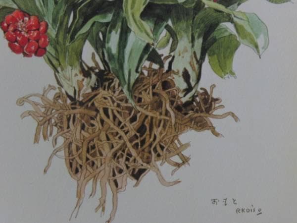小磯良平/植物画・オオバナセツコク/サイン入り/額付 - メルカリ