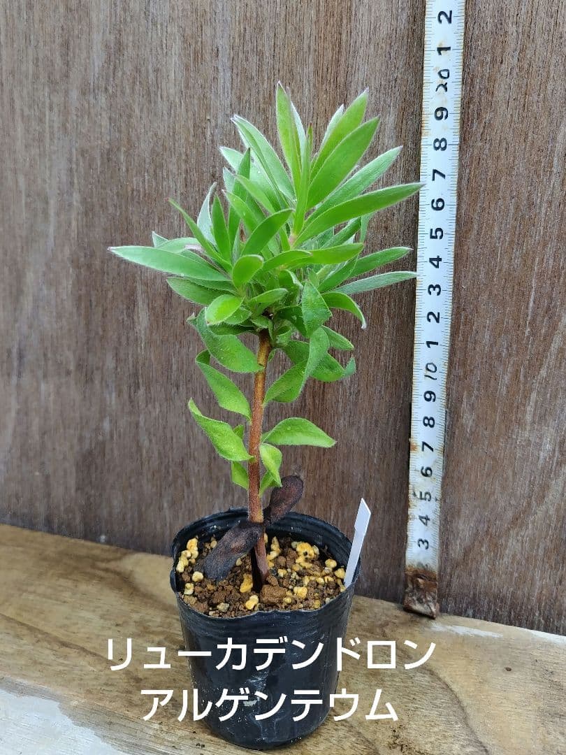 su_aqua様専用 プロテア スコリモセファラ、キングプロテアほか8種 計8本