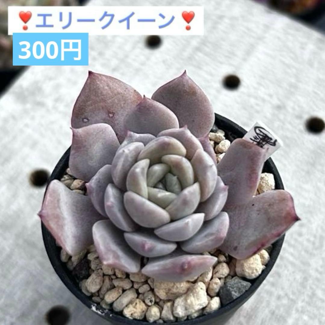 ❣️エリークイーン❣️現品 エケベリア 寄せ植え 多肉弁当 多肉植物