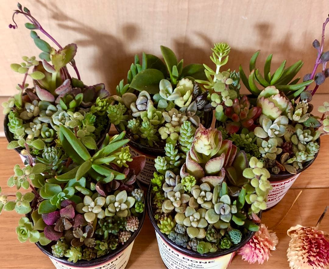 大容量 多肉植物 寄せ植え 育て方メモつき❤️ カラフル 5つセット