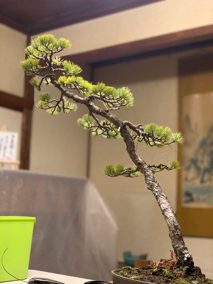 即展示可能　文人那須五葉松　古木（検索/真柏　黒松　赤松　捻転　懸崖　盆栽） 那須五葉松(半懸崖)の情景盆栽【墨流し鉢】☆1点物☆ - インテリア盆栽