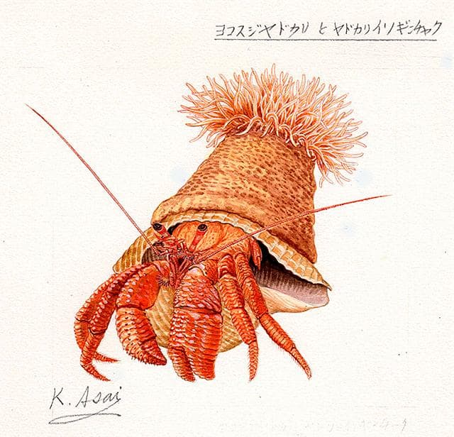 生物細密画（水彩）「ヨコスジヤドカリとヤドカリイソギンチャク