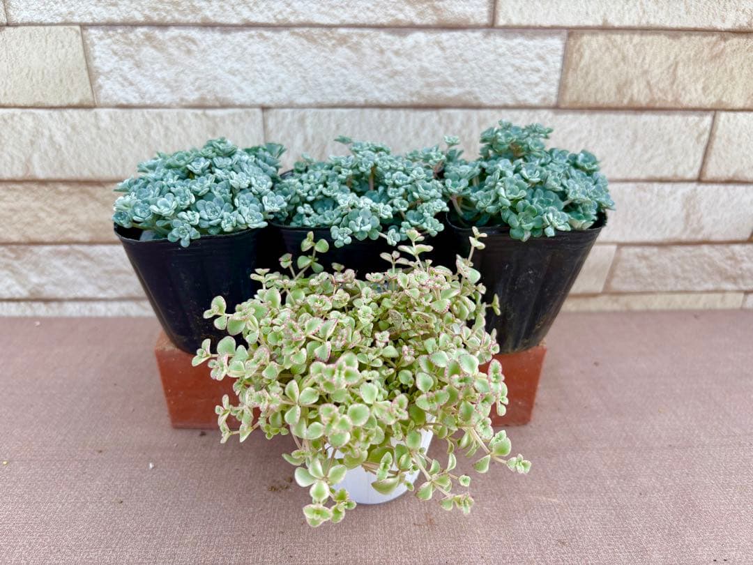 お客様専用商品・多肉植物お好みセット - メルカリ