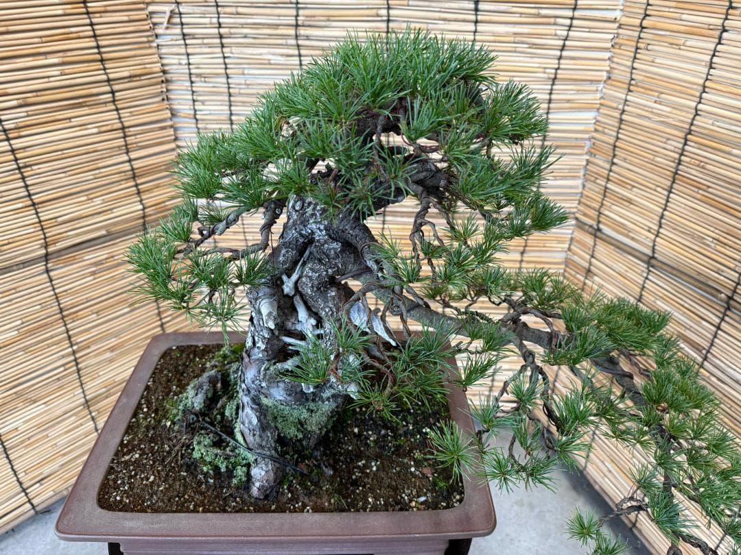 ◎貴重・五葉松《山採り》サバ幹・太幹・山木！