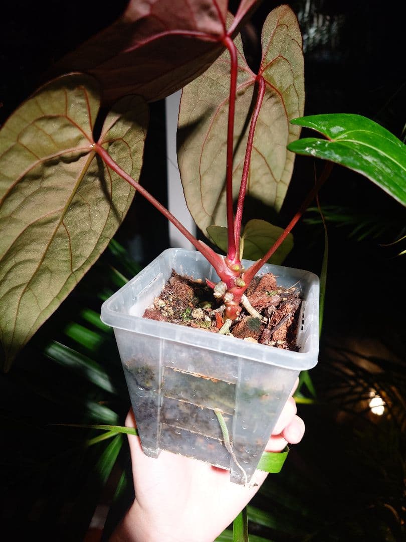 Anthurium AOS x RVDP 斑入り - メルカリ