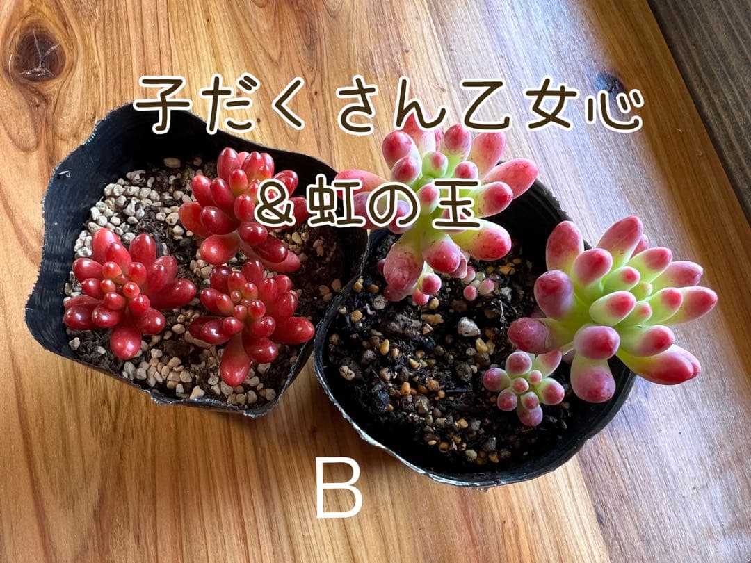 多肉植物♡ 乙女心&虹の玉♡セット(抜き苗) - メルカリ