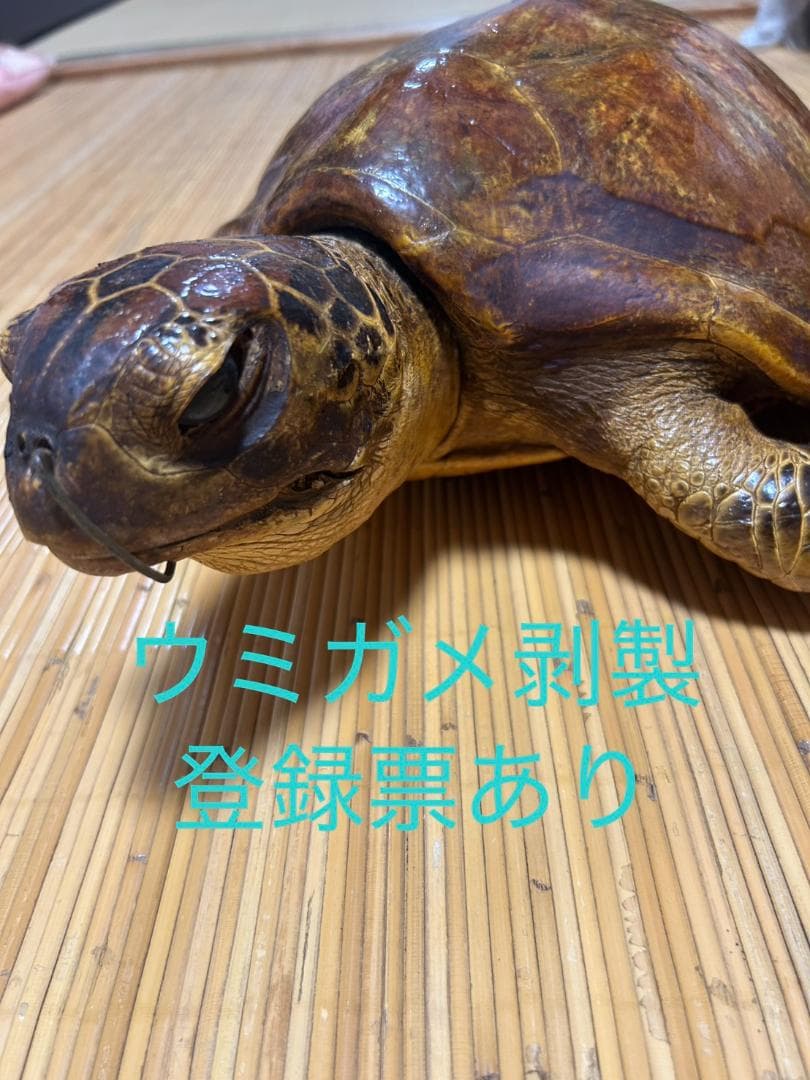 ウミガメ剥製　国際希少野生動植物種登録票有 ウミガメ 剥製 海亀 タイマイ べっ甲 国際希少野生動植物種登録票有