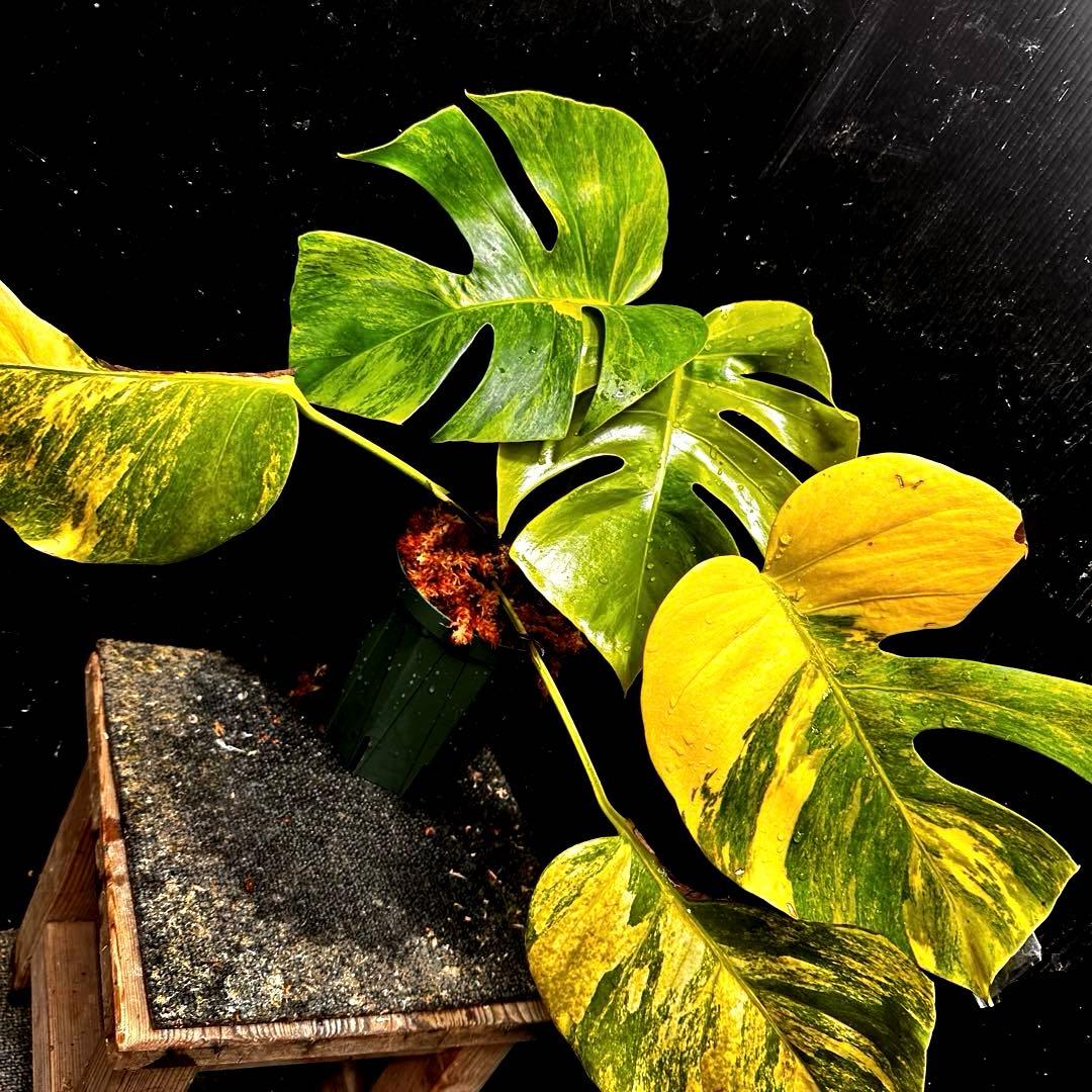 斑入りモンステラボルシギアナオーレア黄斑4号鉢植え43cm発根済み安心