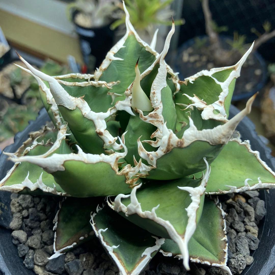 アガベ オアハカ オテロイ 現地球シーザーハデス白鯨チタノタAgave