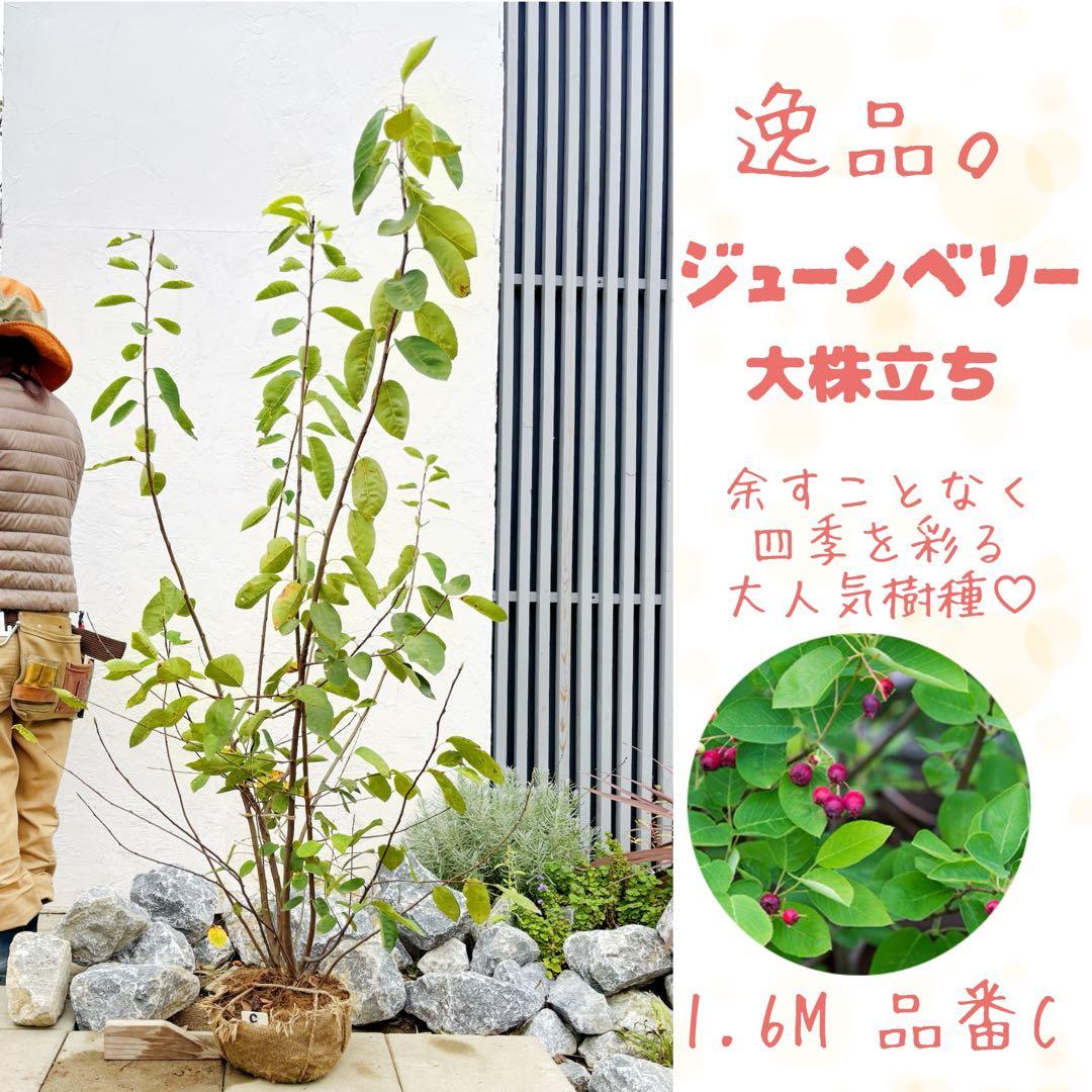 逸品 ジューンベリー大株立1.6M(鉢底から)品番C 逸品 ジューンベリー大株立ち1 7M(鉢底から)品番E｜Yahoo!フリマ（旧