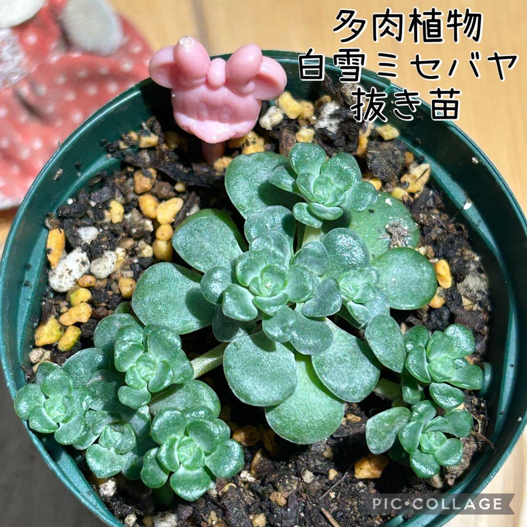 多肉植物 白雪ミセバヤ 抜き苗 根付き ピンクミニー - メルカリ