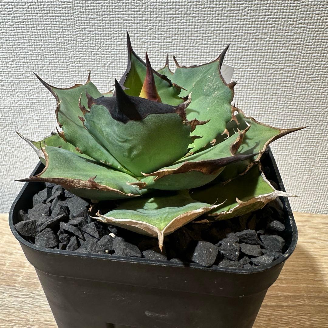 アガべ　キングアーサー　デニス040 DENNIS 040 a.k.a king arthur ⚓️ #agave #agavetitanota