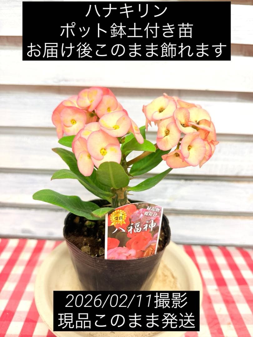 ハナキリン 八福神 ピンク ポット鉢土付き苗 お届け後このまま飾れます