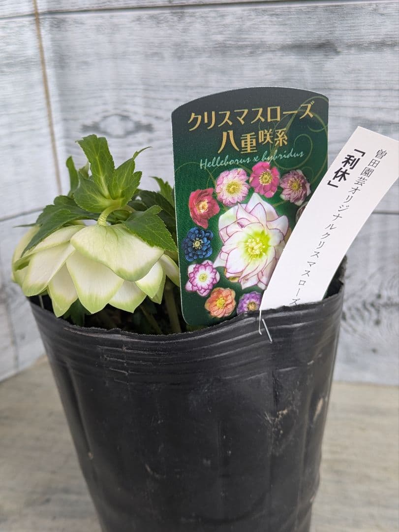 現品・ポットまま発送】超希少 曽田園芸クリスマスローズ 利休②