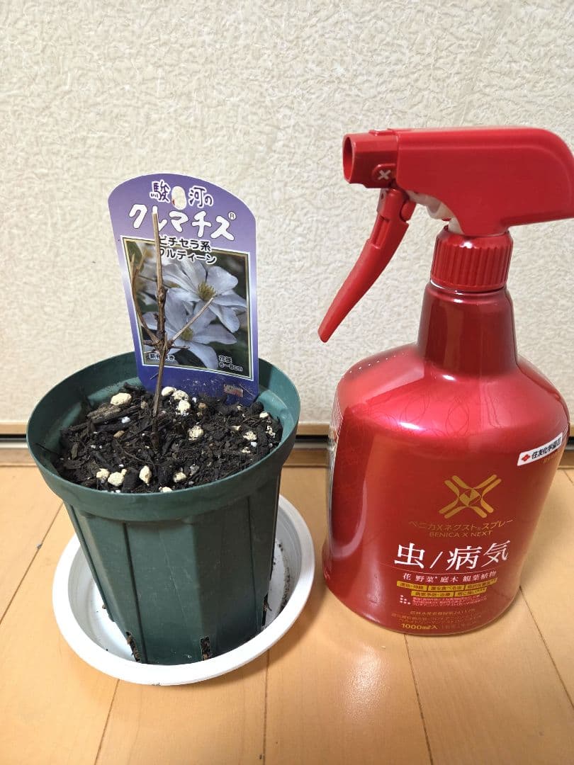 クレマチス フルディーン 2年生苗 正規品ラベル付き - メルカリ