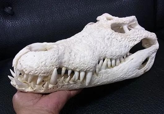 貴重！迫力サイス！ 51ｃｍ ナイルワニ （Nile crocodile） 頭骨 貴重！迫力サイス！ 51cm ナイルワニ （Nile crocodile） 頭骨 貴重
