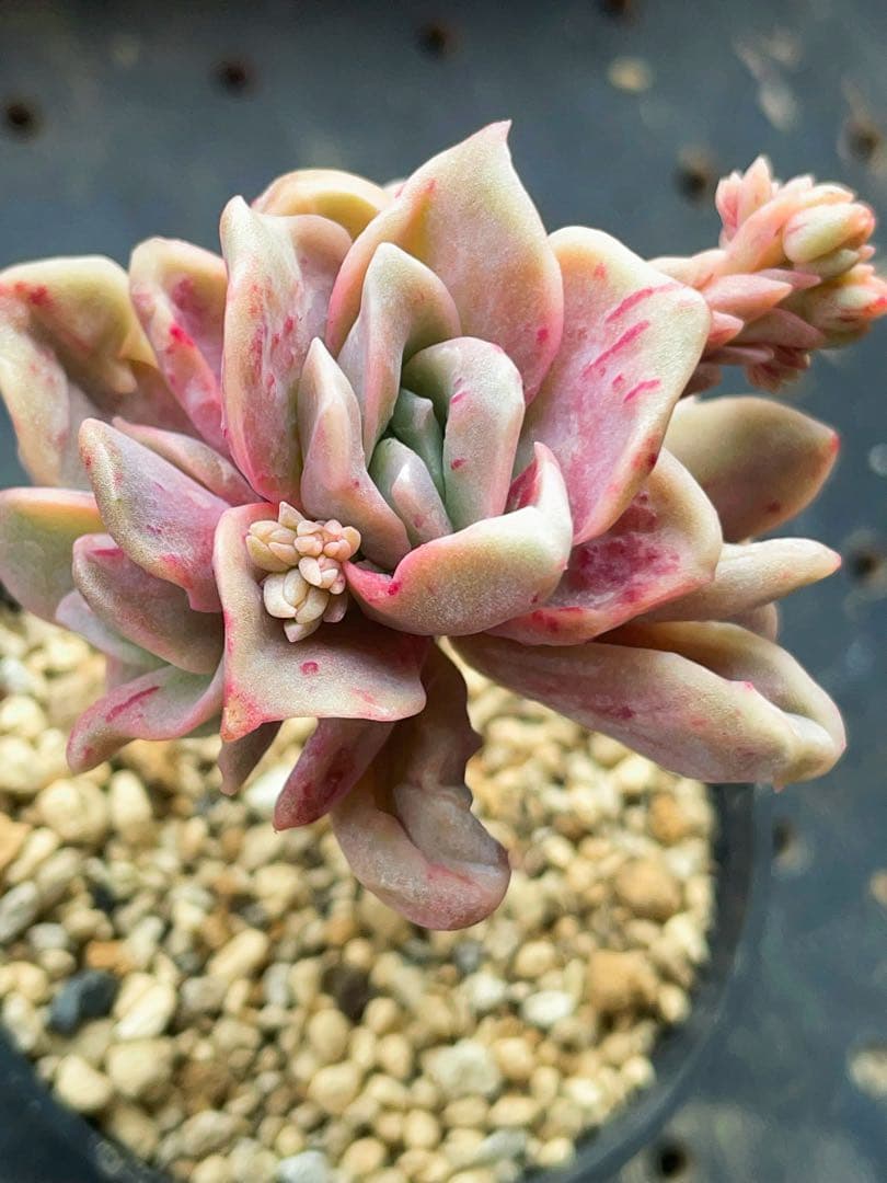 ラブリーローズ錦 赤斑入り 多肉植物 エケベリア 虹斑入り色斑入りも
