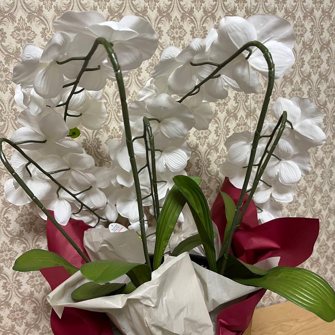 胡蝶蘭 造花 5本立て 40輪+10つぼみ ￼光触媒 高さ66cm - メルカリ