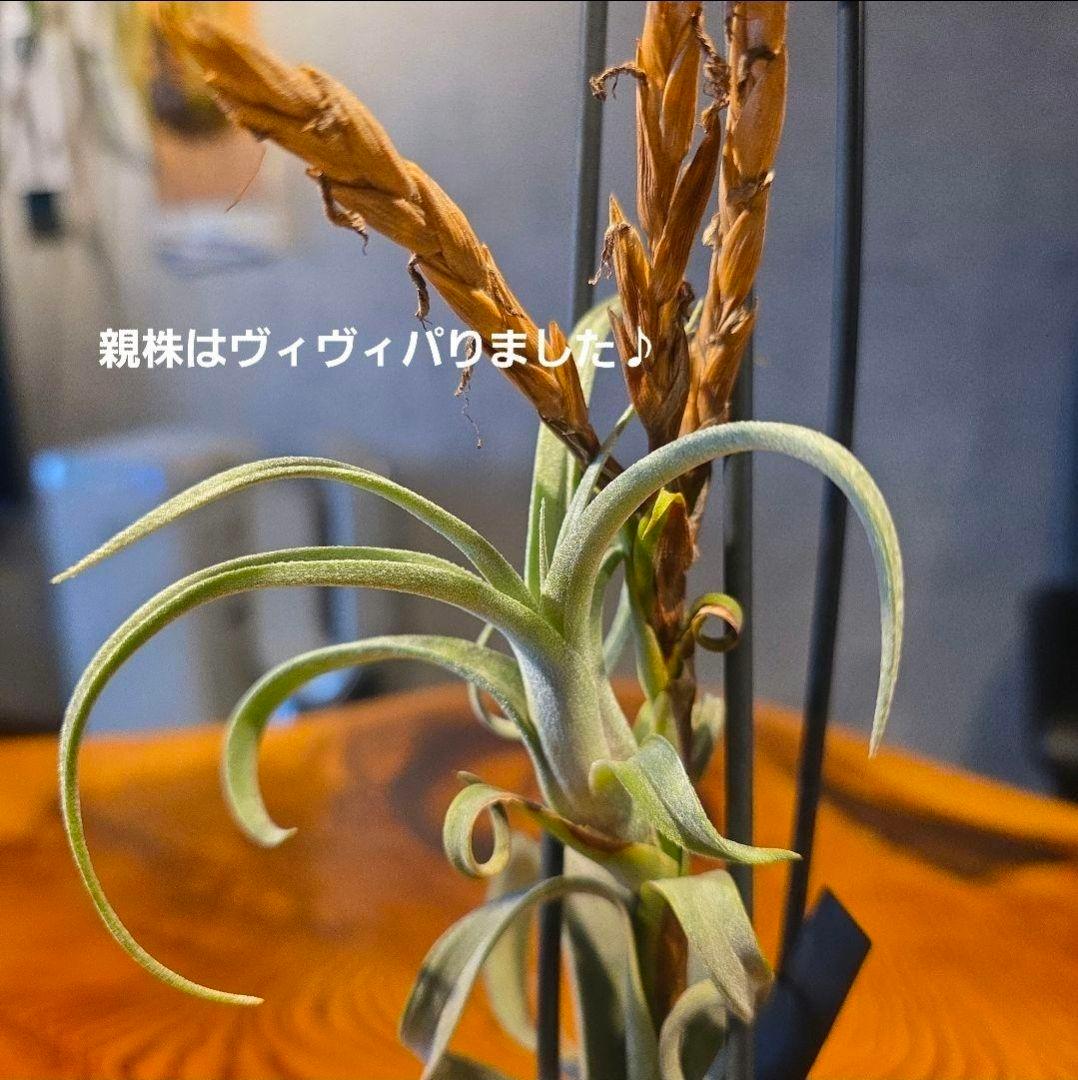 カーリースリム】珍品！親株はヴィヴィパラ 希少 チランジア エアー