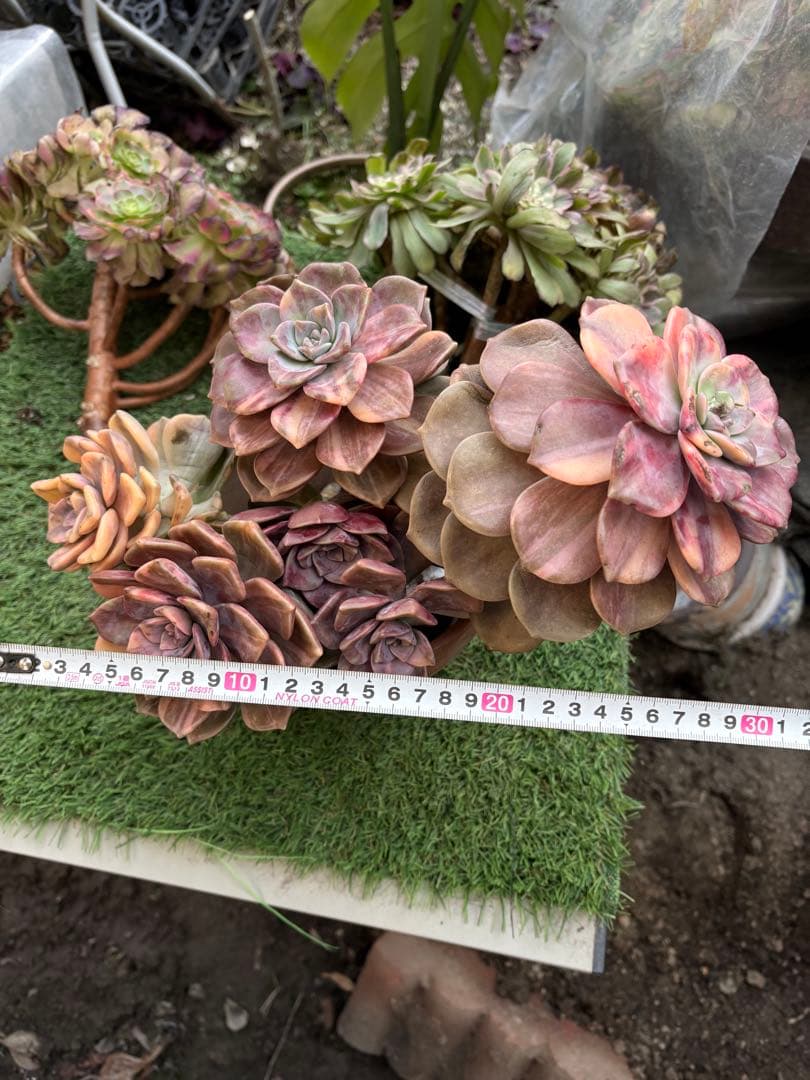 多肉植物　パープルディライト錦 現物 多肉植物 パープルディライト錦 大苗 | るる農園~多肉植物専門