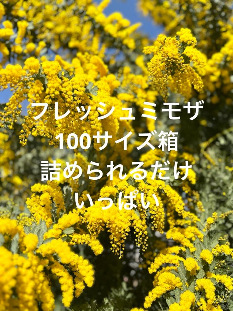 フレッシュミモザ100サイズ箱 - メルカリ