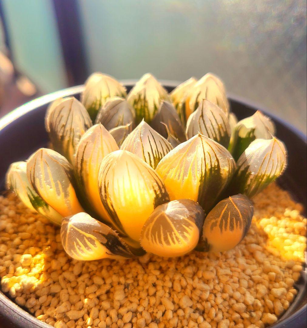 親株 オブツーサ錦 赤い鳥 大きい 多肉植物 ハオルチア アロエ - メルカリ