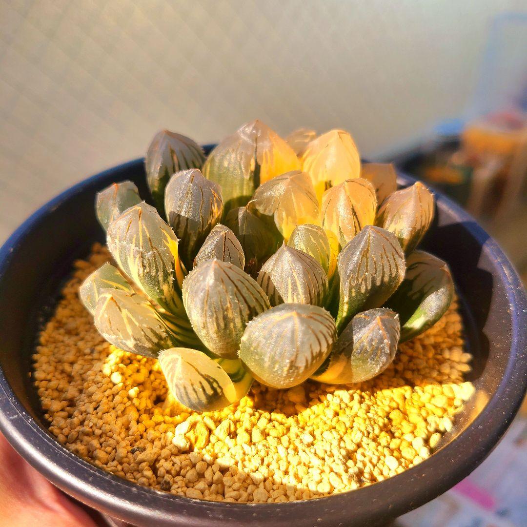 親株 オブツーサ錦 赤い鳥 大きい 多肉植物 ハオルチア アロエ - メルカリ
