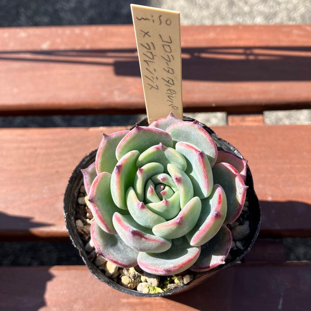 メルカリ便】多肉植物 ミソップさん苗 ラパス×中里リンゼアナ 他 ＊札