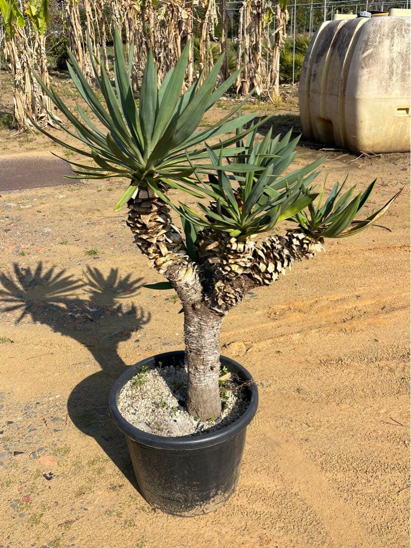特選実生アガベ・ティタノータブルー 黒鉢付き 観葉植物