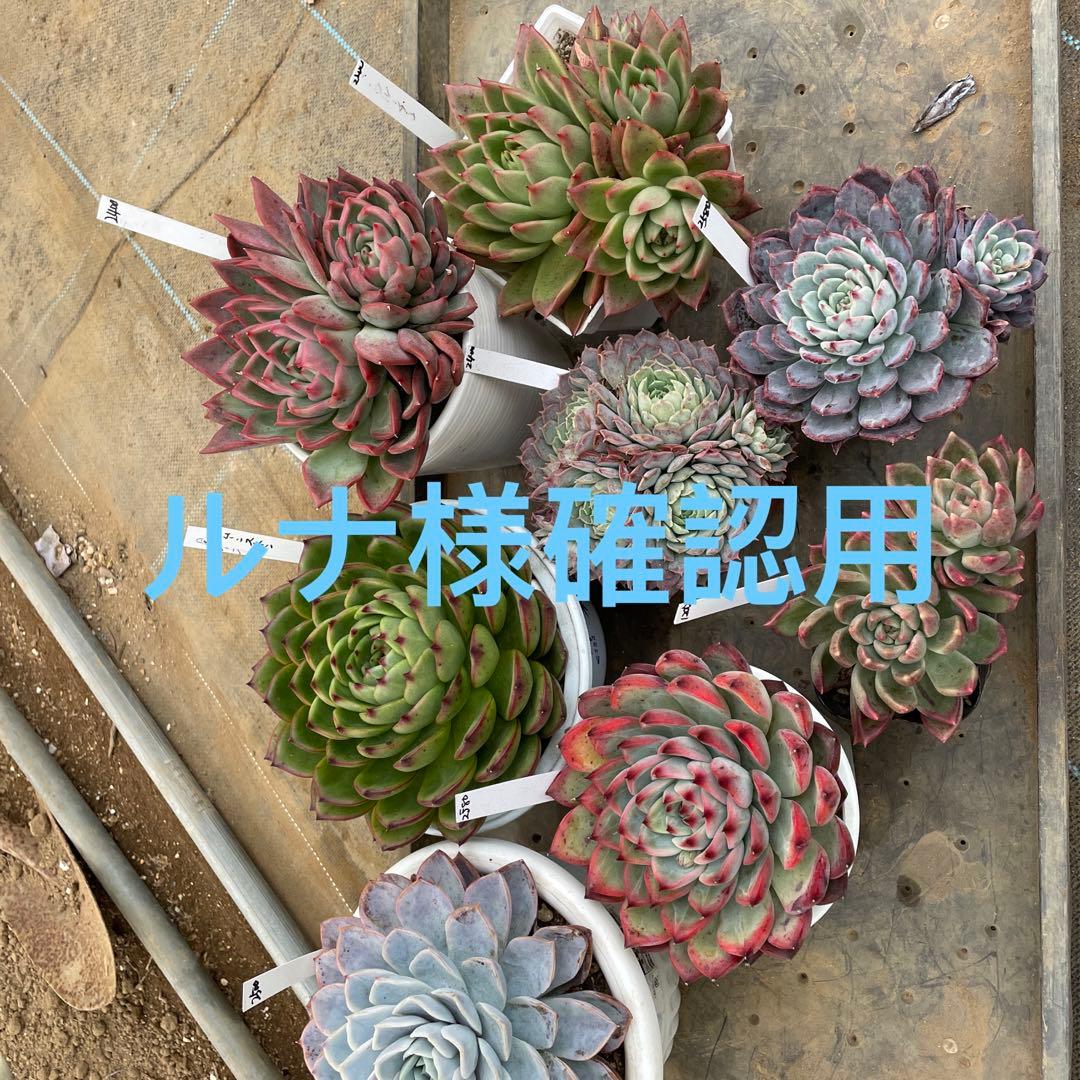 大貫 弘由岐 GEO 鉢 goujin valiem カタチ製作所 SRL