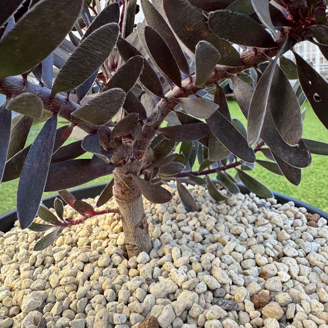 リューカデンドロン デュリフ Leucadendron Durif 8号 大株
