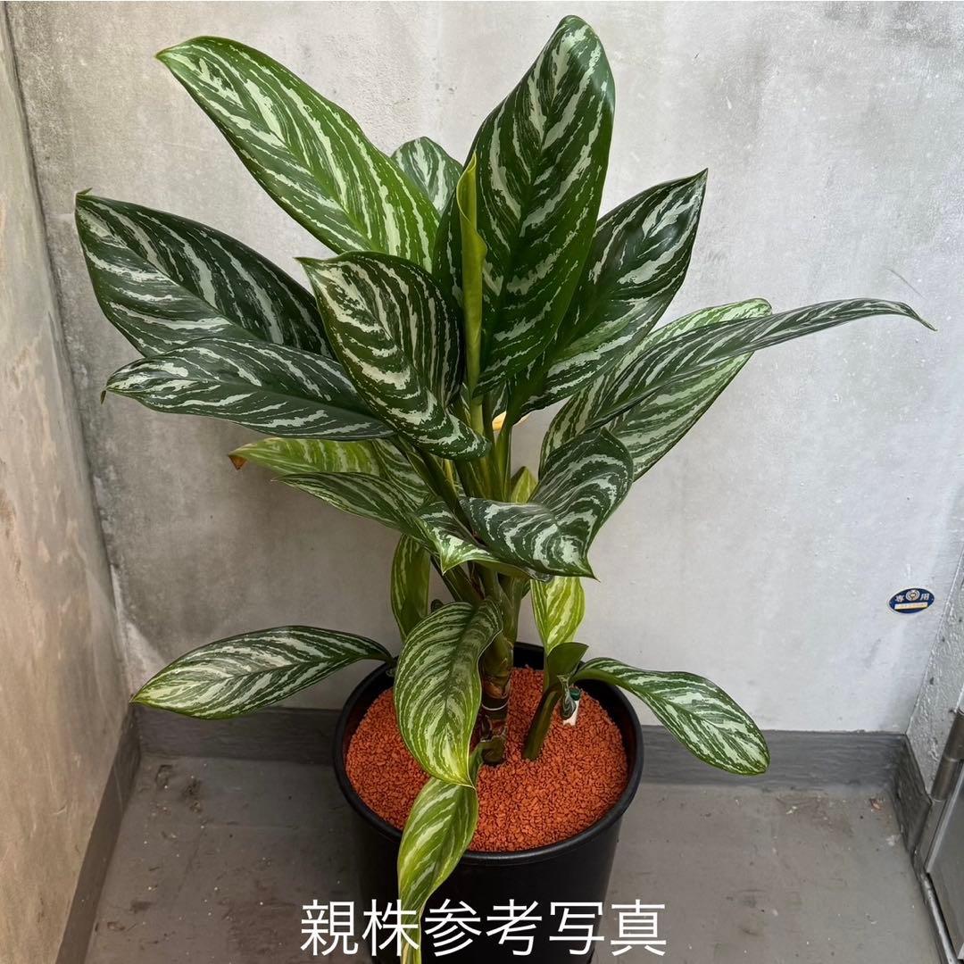 アグラオネマ ニティドゥム カーティシー 観葉植物 LEON レオン 23
