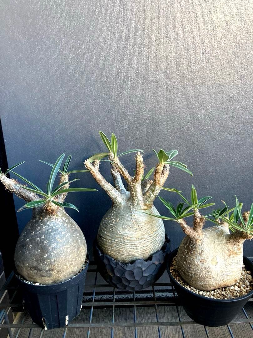 パキポディウム グラキリス 希少白肌横シワ まる型 塊根植物 作家鉢付き