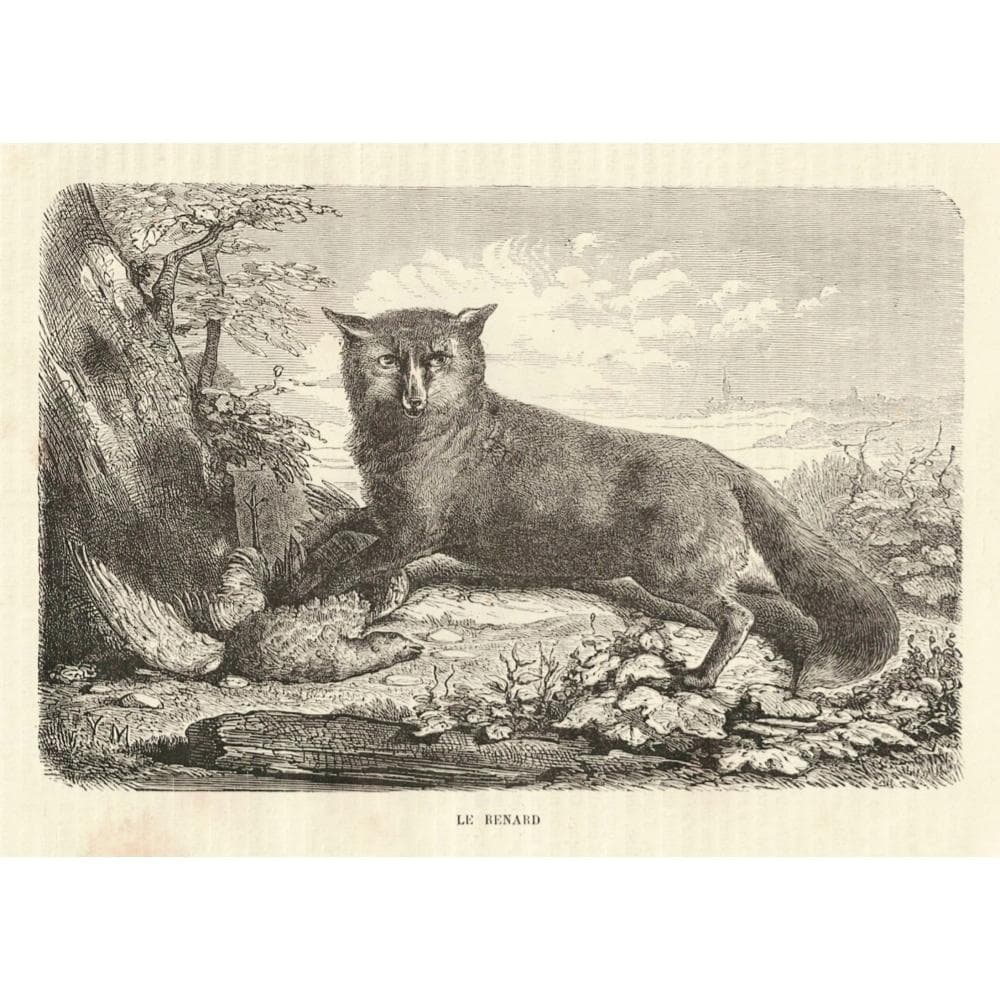 キツネの図版 フランス アンティーク 版画 1880年 動物 博物画 額縁
