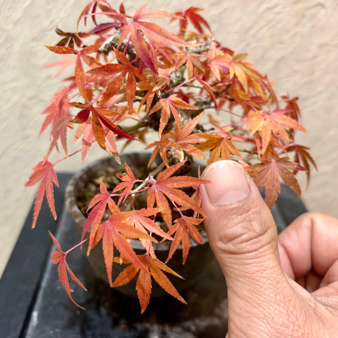 超希少激レア‼️樹高10㎝ 行姫紅葉 モミジ 小品 盆栽 真柏 黒松 五葉松