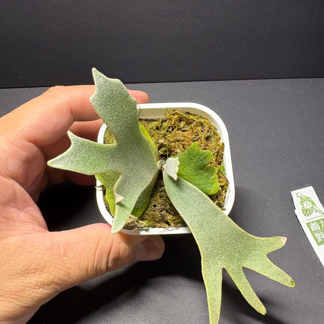 限定2株 P. willinckii 'sweetmoon' sporeling - メルカリ