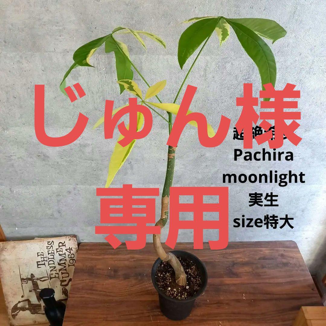 観葉植物 超絶希少 パキラ ムーンライト 実生 特大6号 鉢下から95