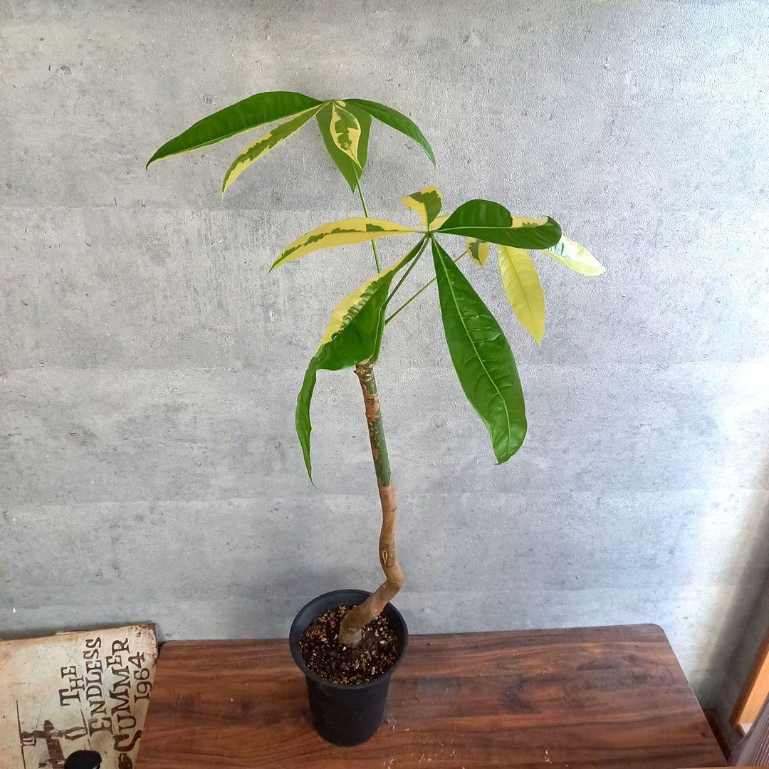 観葉植物 超絶希少 パキラ ムーンライト 実生 特大6号 鉢下から95