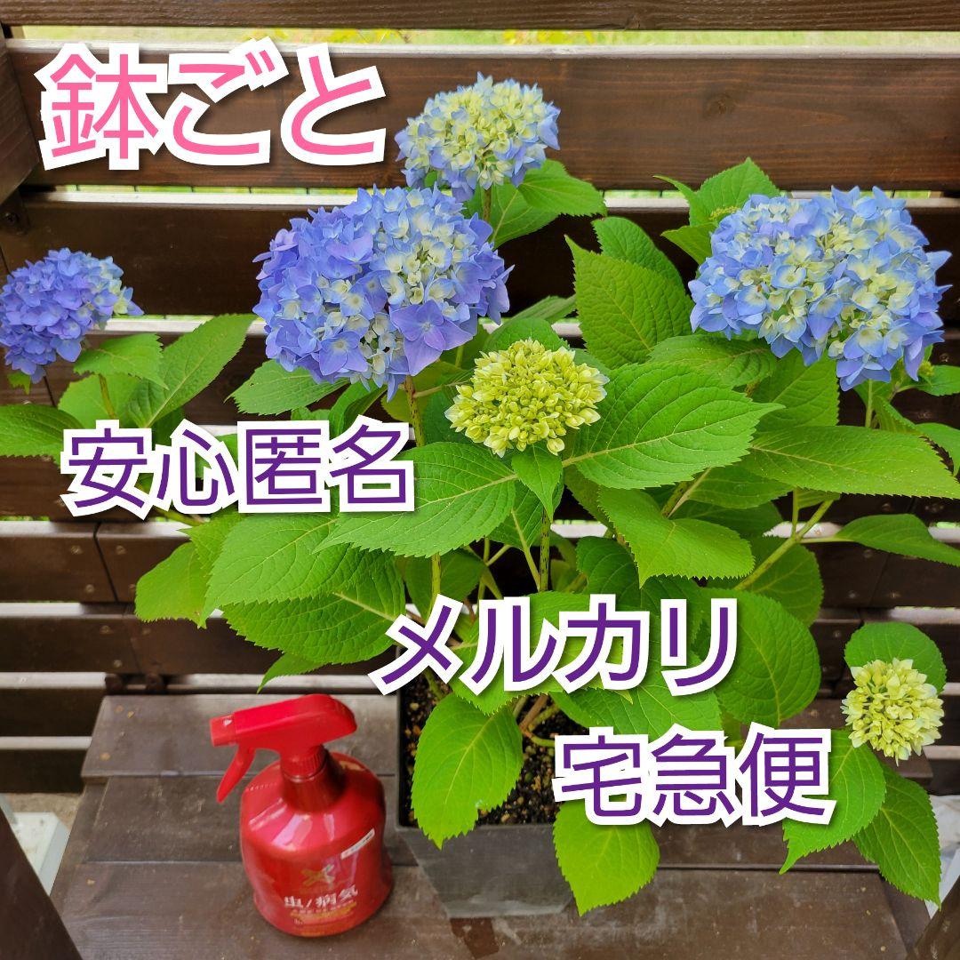 鉢ごと 二季咲き紫陽花【 エンドレスサマー 】 大株！ 青色系 蕾＊新枝