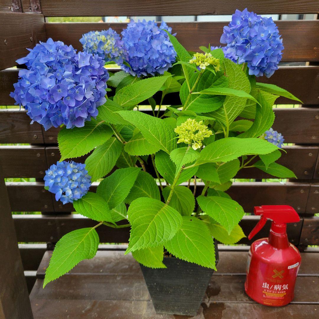 鉢ごと 二季咲き紫陽花【 エンドレスサマー 】 大株！ 青色系 蕾＊新枝