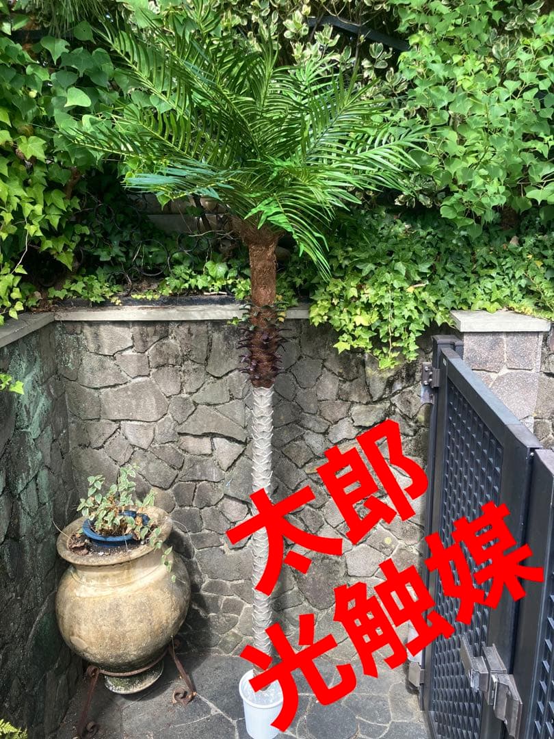 光触媒　人工観葉植物　ウォールグリーン　フェイクグリーン　フェニックス210 光触媒 人工観葉植物 ウォールグリーン フェイクグリーン 壁掛け855105