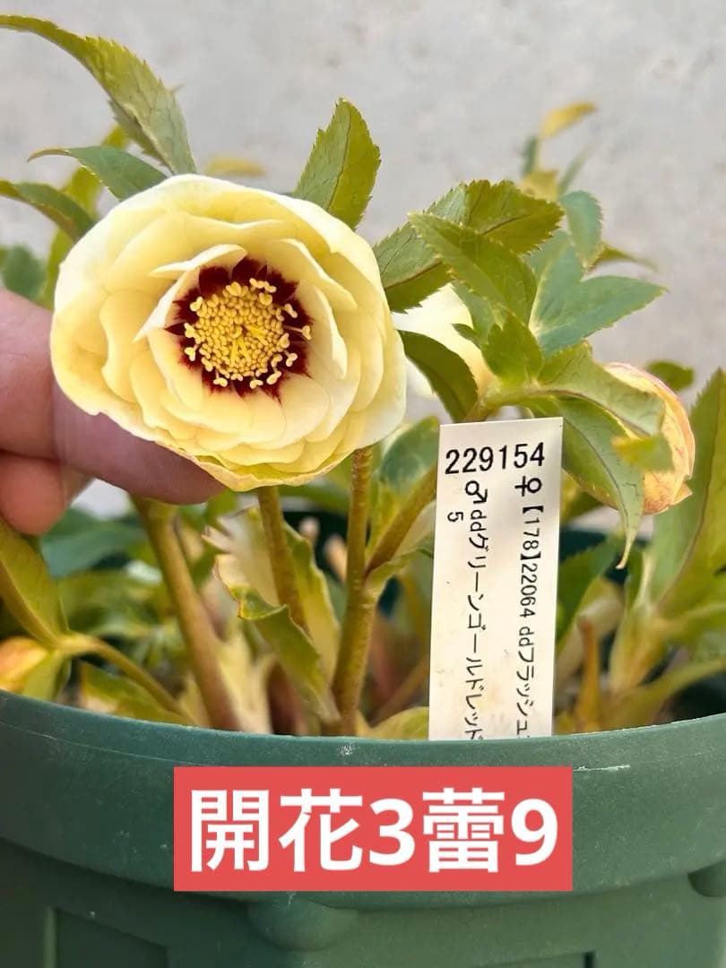 大株 花茎8開花3蕾9 ddゴールド濃フラッシュ - メルカリ