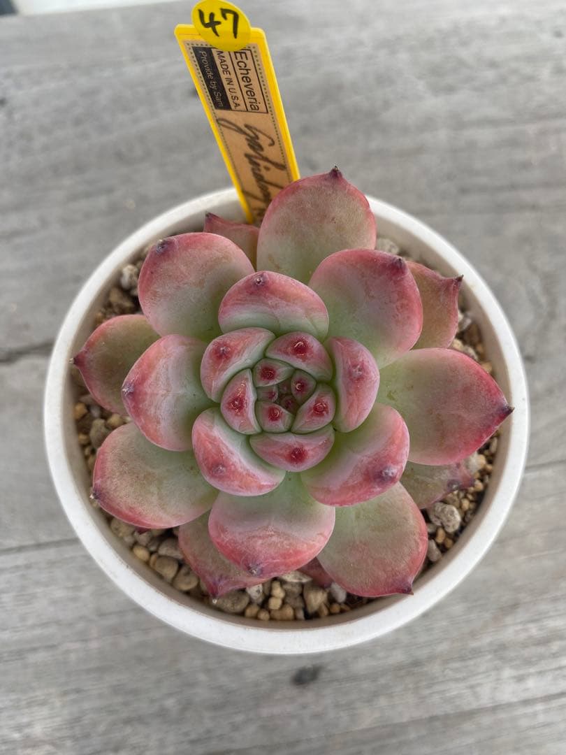 1】カリフォルニア輸入SAMリンゼアナNo.5 希少多肉植物