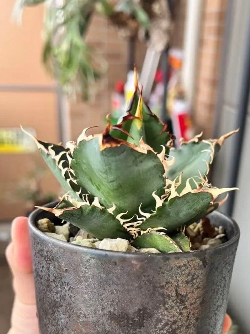 agave titanota 鬼豹 鬼滅刃 猟豹 アガベ チタノタ宮下将太 - メルカリ