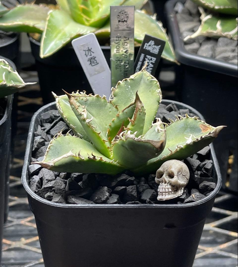 Agave Titanota Hyou \"冰雹\"