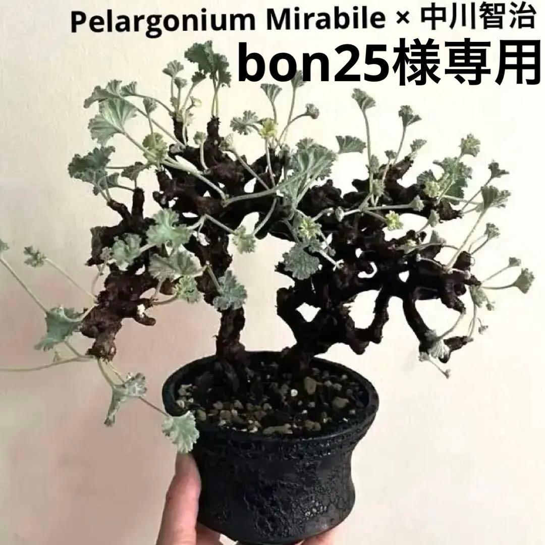 ペラルゴニウム ミラビレ 観葉植物「ペラルゴニウム ミラビレ」の育て方ガイド – Jewelry Plant
