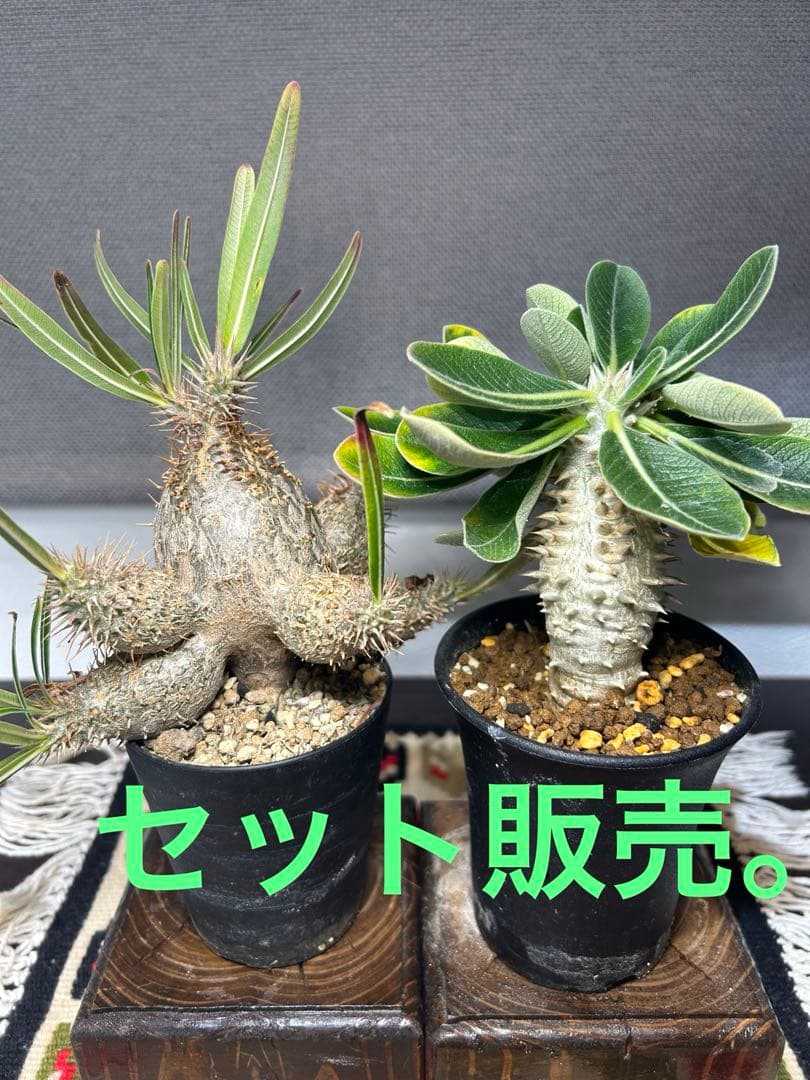 グラキリス　エブレネウム　実生。 パキポディウム・グラキリス、エブレネウム｜園芸日記byks4989