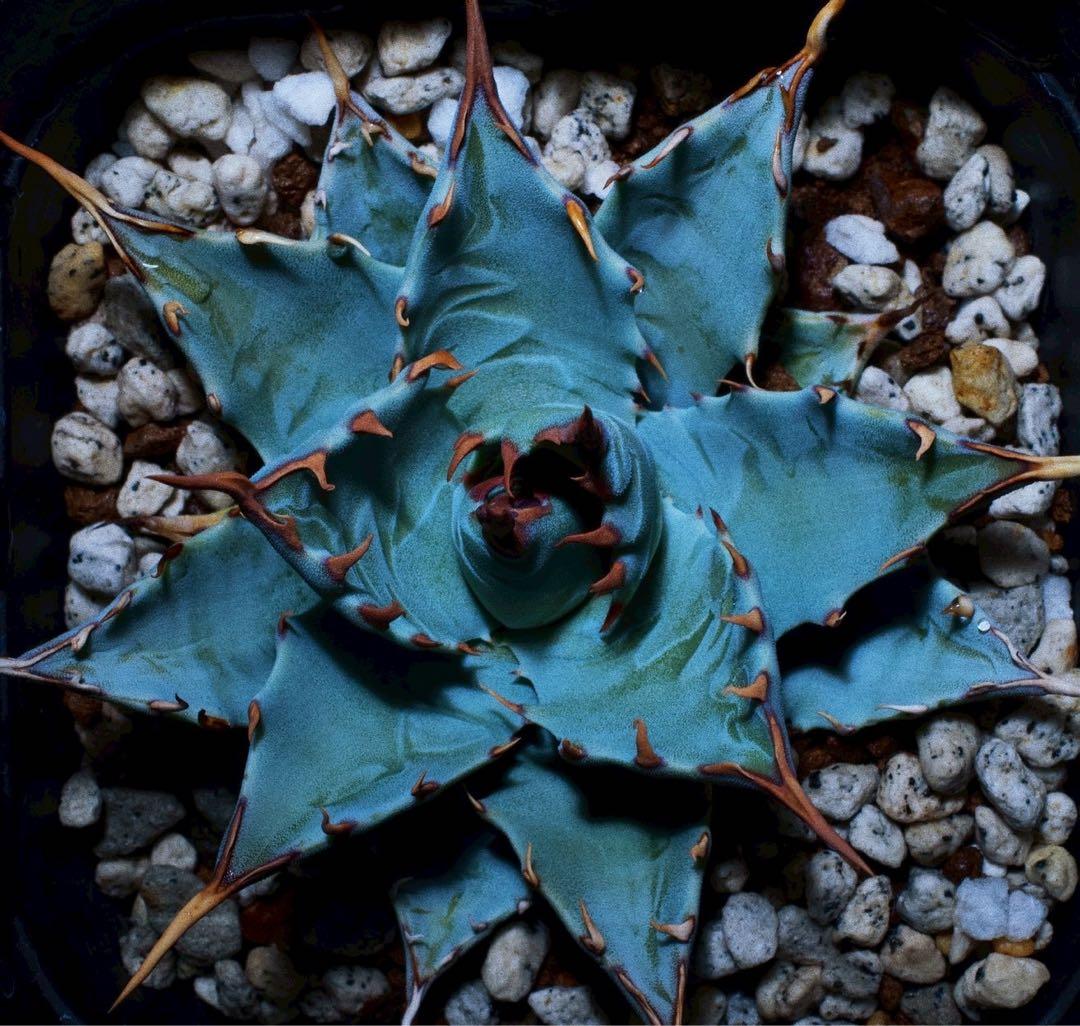 極レアハイブリッドアガベ「特青肌甲蟹×妖炎」Agave Agave hybrid 甲蟹×妖炎 – 多肉来福